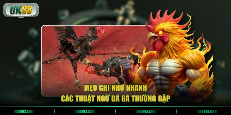 Mẹo ghi nhớ nhanh các thuật ngữ đá gà thường gặp