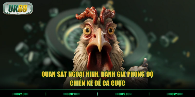 Quan sát ngoại hình, đánh giá phong độ chiến kê để cá cược