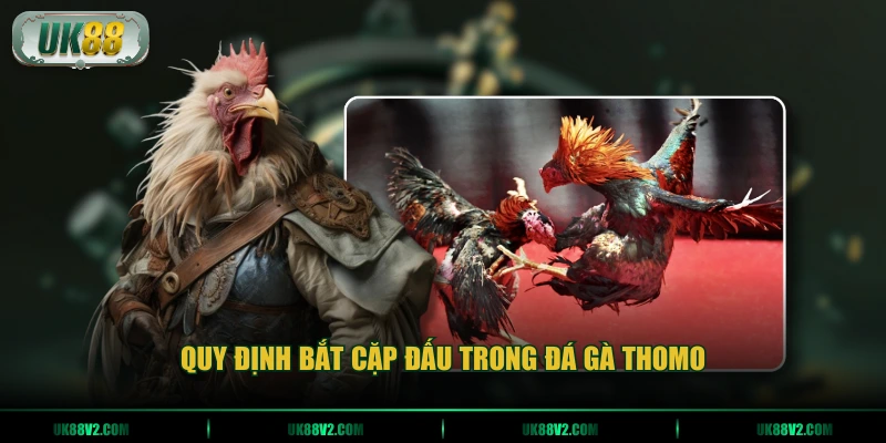 Quy định bắt cặp đấu trong đá gà Thomo